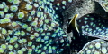   Juvenile Heniochus varius Cuvier1829  